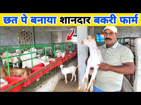 छत पर बकरी पालन 🐐 से 4 लाख कमाई सालाना | Rooftop goat farming ऐसा फार्म नहीं देखा होगा