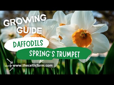 🌼 Daffodil Care Made Easy: Grow Stunning Spring Blooms Like a Pro! 🌱 | Complete Guide