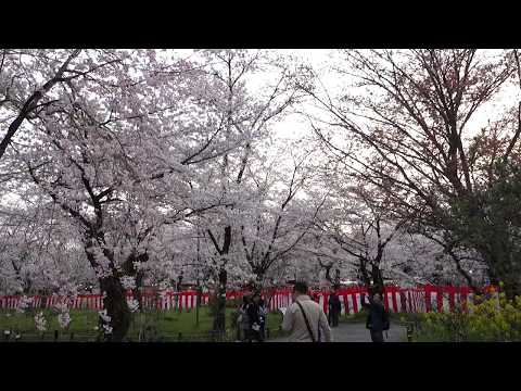 京都平野神社賞櫻付費區