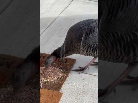 Wild Turkey Eating off Front Porch Mat