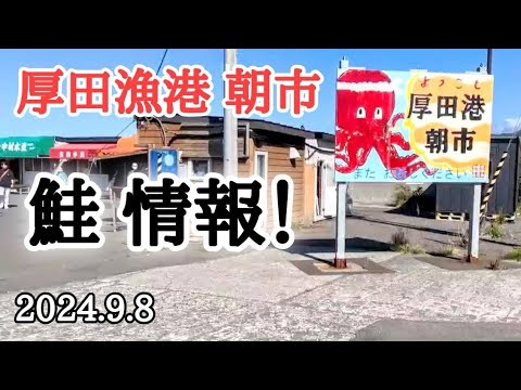 【北海道】厚田漁港朝市🐟秋鮭シーズン突入！今年の状況、値段は！？