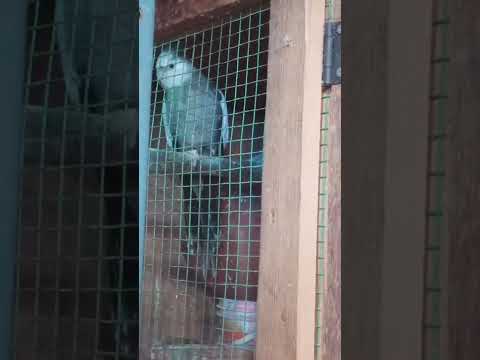 Java, Conure, Cockatiel Birds/SK Farm 9092402689