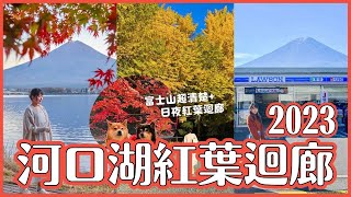 河口湖賞楓🍁紅葉迴廊2023現況 白天&夜間點燈｜河口湖富士山拍照點 羅森便利商店 平交道｜日本秋季山梨旅遊 4K VLOG