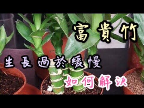 【天天小花農】富貴竹生長過於緩慢或停止生長時，如何解決？