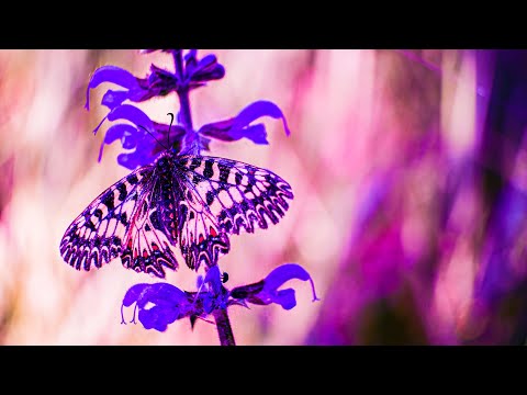 Miracle Self Love Sound | 528Hz Positive Energy | Meditative Relaxing Music | Soothing Zen