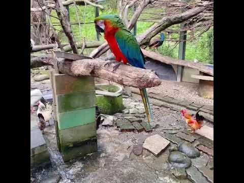 森林鳥花園餵鳥時間