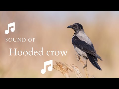 👉 S13 Hooded crow ( Corvus cornix ) | Cioara grivă