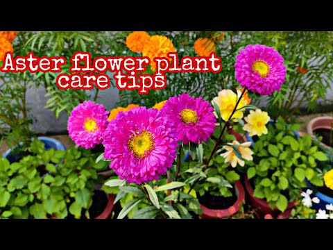 How to grow and care aster flower plant//एस्टर फ्लावर प्लांट के देखभाल कैसे करें