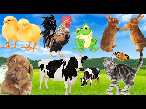 Familiar animal sounds: Dog, Horse, Cow, Chicken, Rabbit... Animal moments