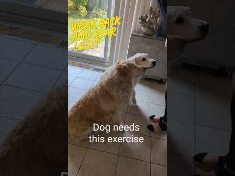 How to make stronger dog's back and rear legs with exercise #dogs #doghealth #goldenretriever