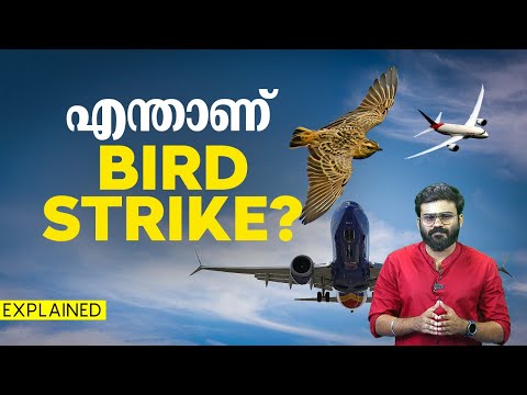 പക്ഷി ഇടിച്ചാൽ വിമാനത്തിന് എന്ത് സംഭവിക്കും? | Bird Strike