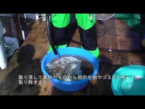 ホタテガイ稚貝採取　WS05【水産総合研究所】