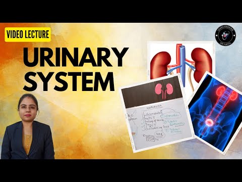 Urinary System: Anatomy & Physiology