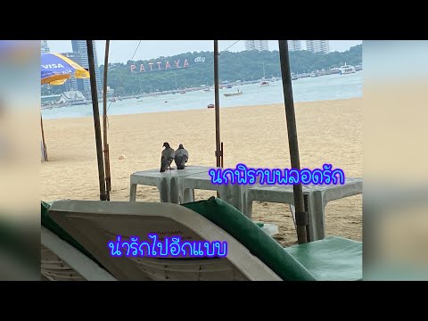 นกพิราบพลอดรัก น่ารักไปอีกแบบ In love