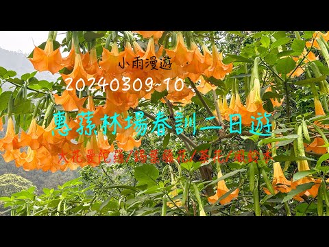 萬ㄟeye台灣20240309~10惠蓀林場春訓二日遊/大花曼陀羅/錫葉藤花/茶花/風鈴木/大島櫻   4K