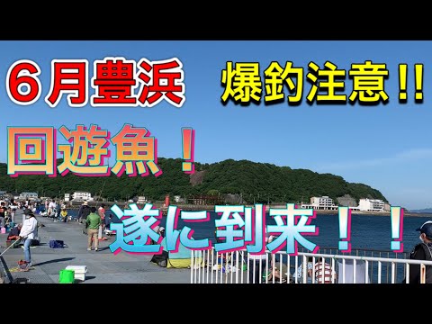 【６月南知多】豊浜桟橋！遂に回遊魚が到来‼ 爆釣しています！