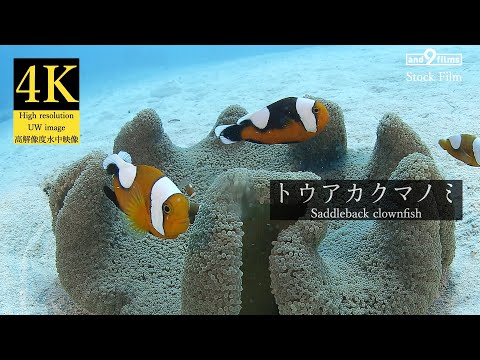 【4K 水中映像】トウアカクマノミ / Saddleback clownfish / Amphiprion polymnus