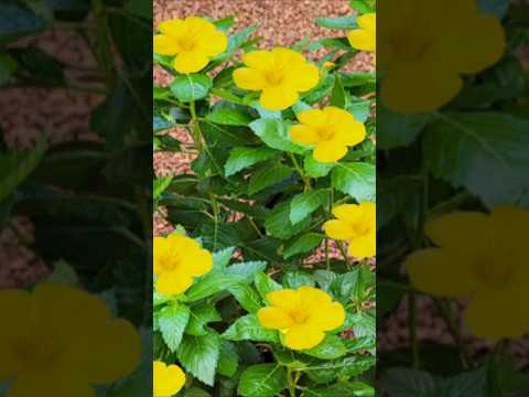 ചെടിച്ചട്ടിയിൽ ഒതുക്കി വളർത്താം# Kerala garden ideas #youtubeshorts #trendingshorts # shorts