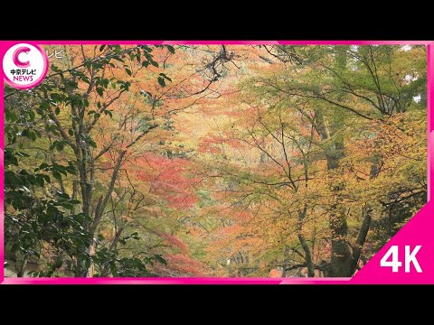 【４K】愛知の紅葉　くらがり渓谷（愛知県岡崎市）2024年12月４日撮影