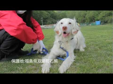 空気公団「♪ここにいるよ。ver.0～飼い主を、待っています。」