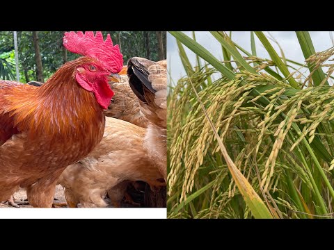 Chickens Eat Rice - Rice Growing Process And How To Process Rice Into Chicken Feed