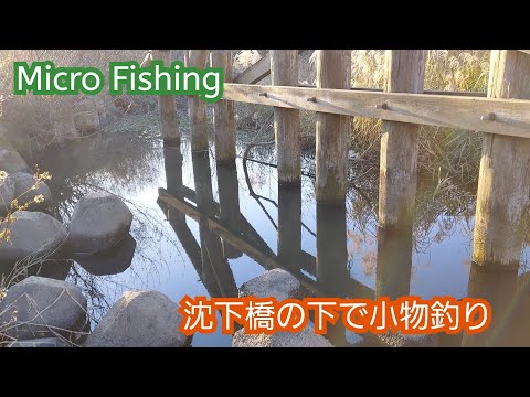 【Micro Fishing】木の橋の下で小物釣り　水量は少ないが魚影は濃い！