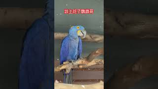 鸚鵡打瞌睡🦜