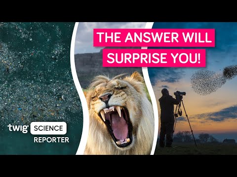 What Do Animals Find Scarier: Humans or Hungry Lions?