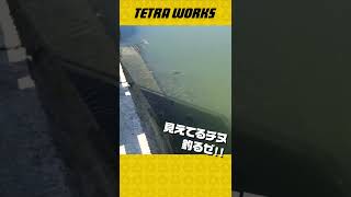 【チニング】警戒心の強いチヌはこうして釣る！チヌのトップウォーターゲーム #shorts