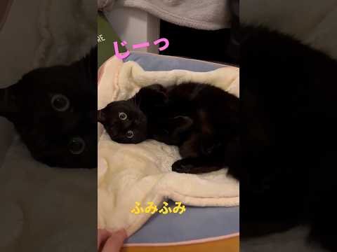 飼い主が横でふみふみしてみたら、まん丸な目の黒猫の反応が可愛かった