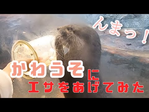 カワウソにエサをあげてみた / I fed a otter / japan / animal / 伊豆しゃぼてん動物公園 / Small-clawed otter