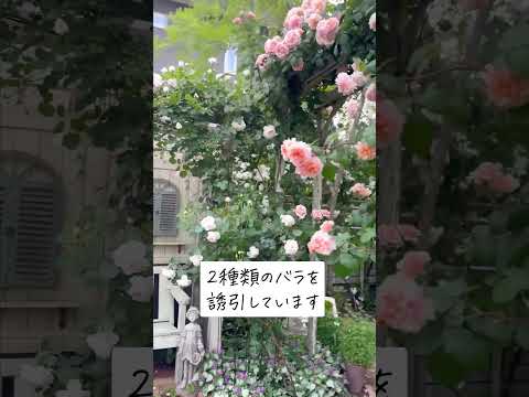 🕊Garden Tour🕊98：家を中心に360°バラを植えて、足元の下草などにも力を入れて全体に柔らかな色合い、色彩の調和を考えて作られたお庭