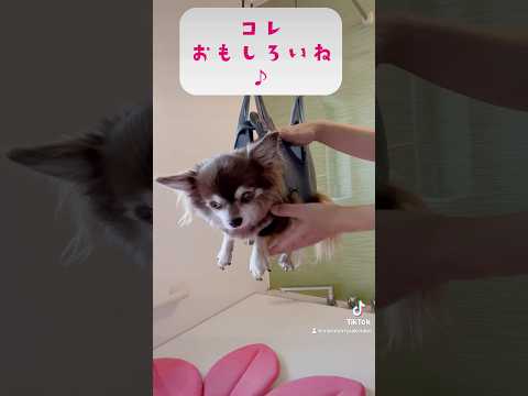 飛んでるみたいだょ♪🐶💕