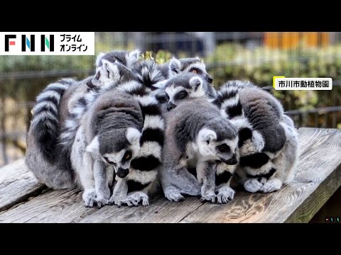 まるでお団子！ポーズを決めるワオキツネザルが人気　市川市動植物園