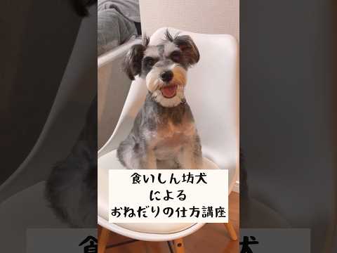 ついつい根負けしてしまう おねだり上手なミニチュアシュナウザー #shorts #schnauzer #犬のいる暮らし #いぬのきもち #miniatureschnauzer # #かわいい犬