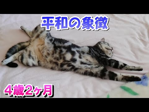 平和の象徴は猫！へそ天４歳２ヶ月の様子（アメリカンショートヘア）