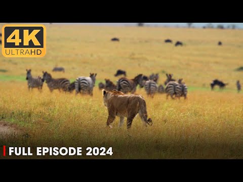 Wild Animals and the Fight for Survival | Nature Animal Documentary