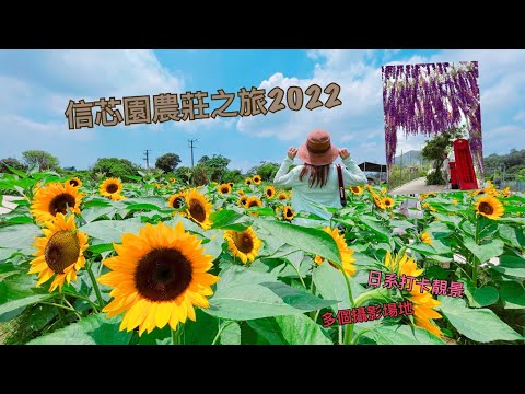 【香港景點01】信芯園農莊｜元朗｜向日葵花田🌻｜2022 特色場景佈置｜元朗新田小磡村｜打卡景點一覽｜香港好去處