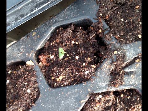 Starting Lavender From Seed, Lavender Seed Starting Tips, Lavender Seedlings