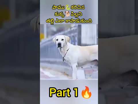 కుక్క🐕పిల్లను పాము🐍కరిచింది🐕‍🦺తల్లి కాపాడుకుందా లేదా?? #shorts #ytshots