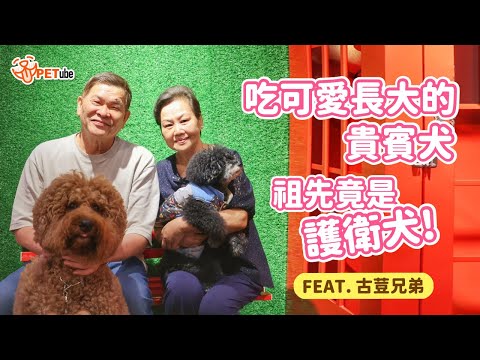 吃可愛長大的貴賓犬祖先竟是護衛犬! Feat. 古荳兄弟【寵物知識+】｜#哈寵PETube 第265集