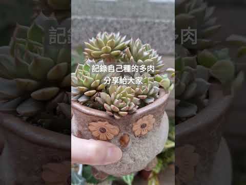 過完年～長肉肉🤣 #shortvideo #shorts #癒し動画 #多肉 #多肉植物 #觀葉植物 #2024 #春天