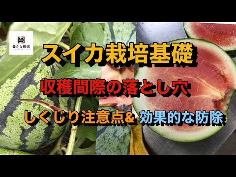 【豊かな農園⑦】スイカ収穫間際の落とし穴 オレみたいになるな しくじり注意点と農薬より効果的な防除