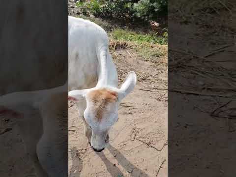 Jay Gau Mata ❤️