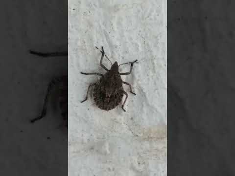 #whatisthis #insects #naturelife #insects_of_our_world #youtubeshorts #wow