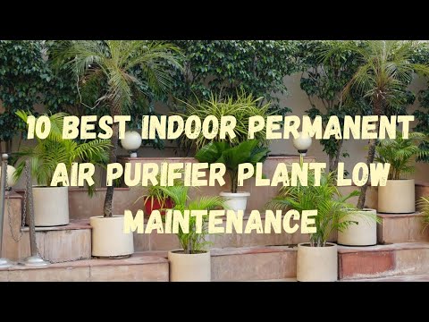 10 best indoor permanent air purifier plant low maintenance#video #viralvideo#decorativeplant