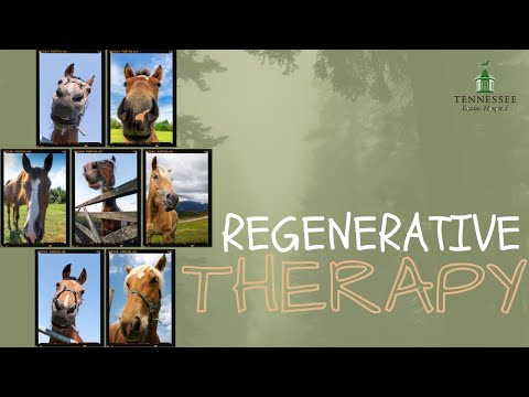 Regenerative Therapy For Your Horse