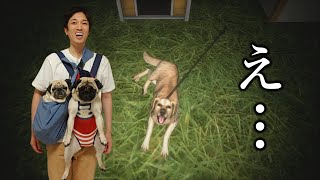 【生配信】ペット系YouTuberが夜中に犬の散歩をするゲームに挑戦します