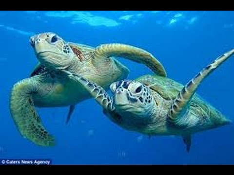 Sea Turtles Documentary HD - The Life of Turtles and Tortoise