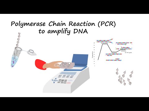 Polymerase Chain Reaction (PCR) Basics Tutorial